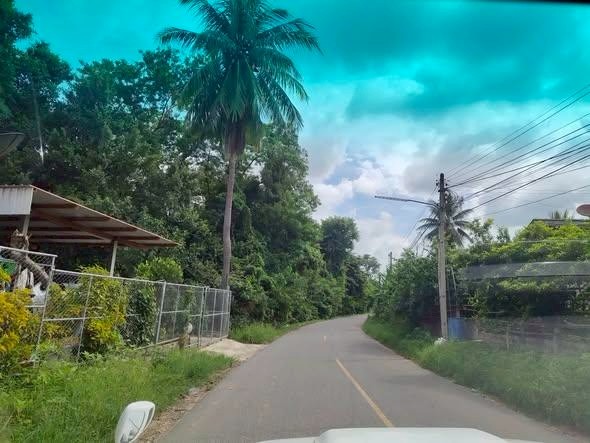 春武里府 |【黄色区】Bo Thong区域 土地出售 82莱 150万泰铢/莱